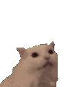 catlove2 <catlove2>
