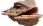 <jaszczureł>